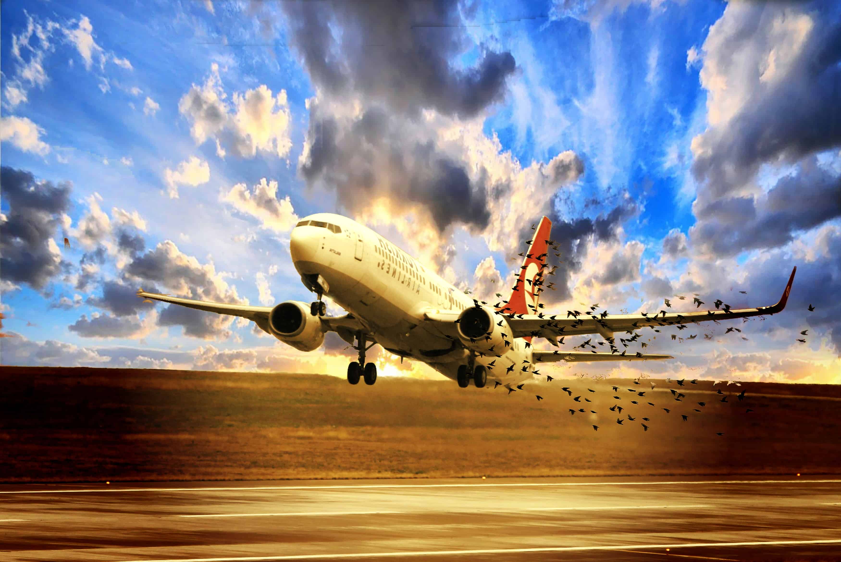 Bartol Research Aircraft Anti-Bird Strike Device & Procedure – BlogBartol